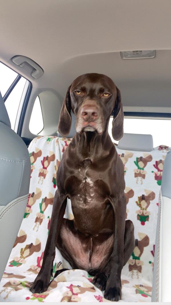 /images/uploads/southeast german shorthaired pointer rescue/segspcalendarcontest2021/entries/21920thumb.jpg